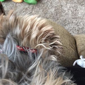 Meet your Posher, Desiree